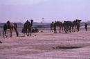 Camels, Camel Market, Kabul